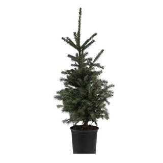 Spring Hill Nurseries Norway Spruce Picea