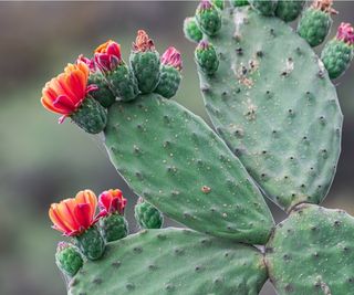 Prickly pear in bloom