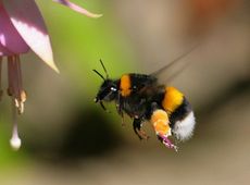 Bumble bee in flight