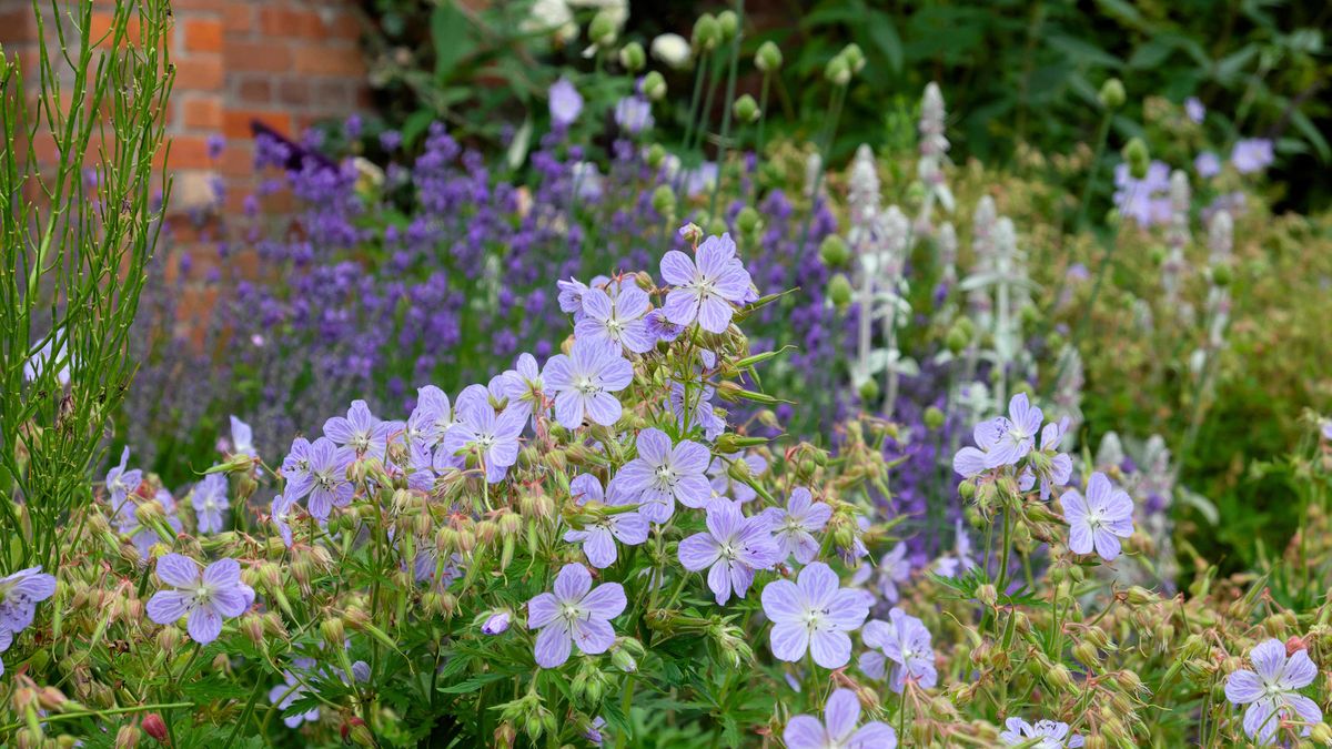 How Do You Say Perennial Plants