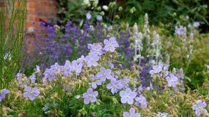 herbaceous perennial border