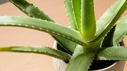 Aloe vera, green tropical potted plant on a wooden desk indoors