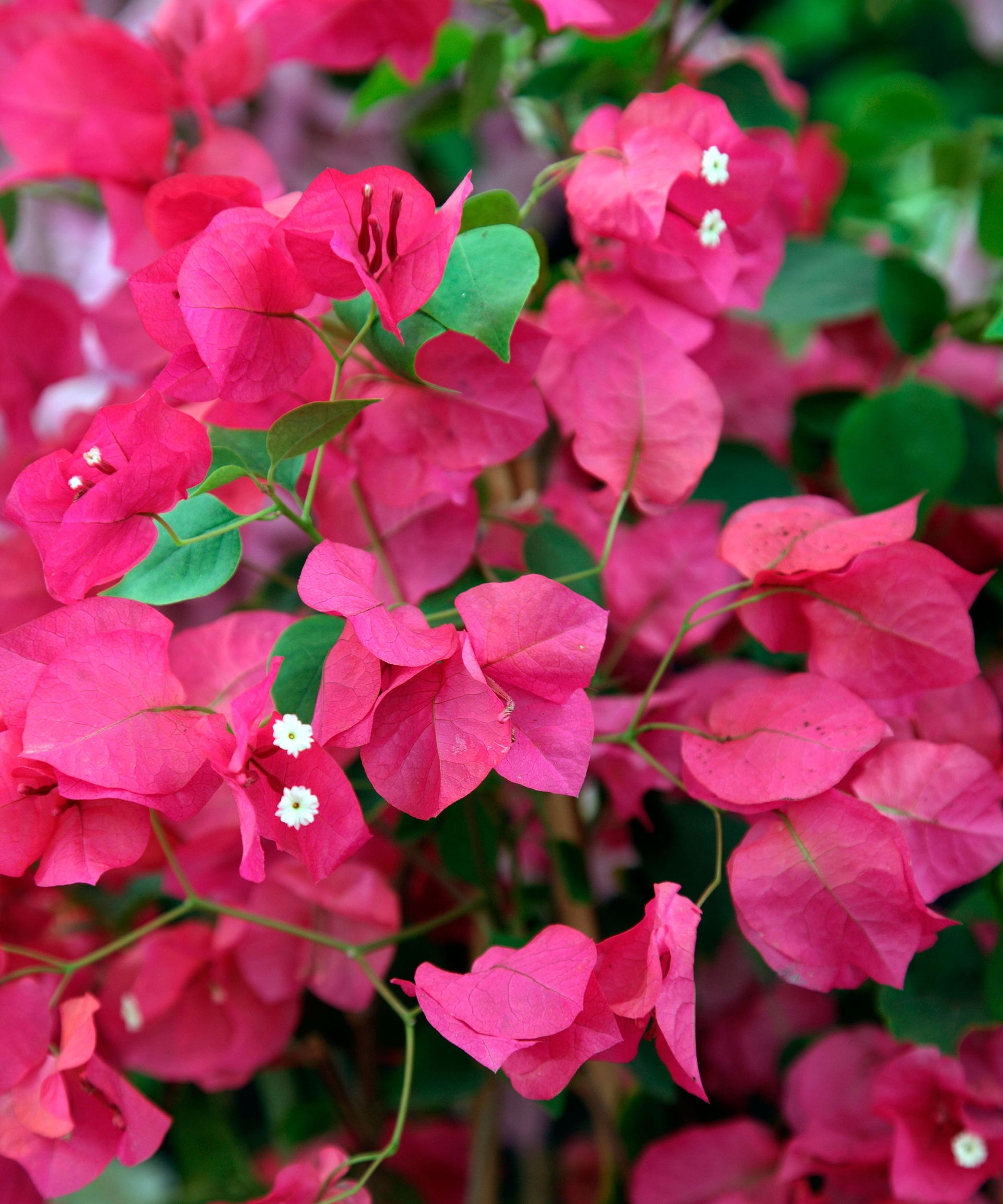 Bougainvillea care and growing guide Homes and Gardens Bougainvillea care and growing guide Homes and Gardens
