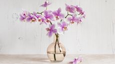 Orchids in water