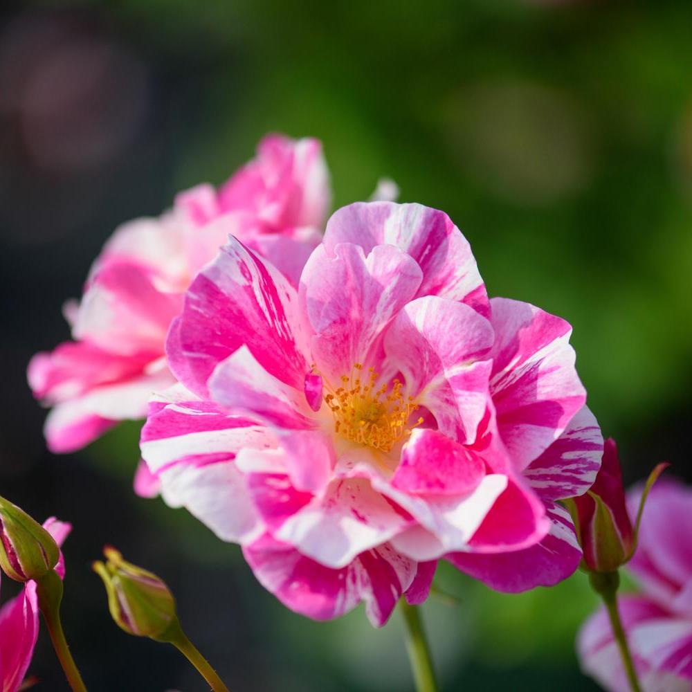 The King's Rose™ - Potted