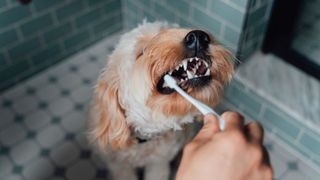 A poodle mix sat in on a tiled floor having his teeth brushed