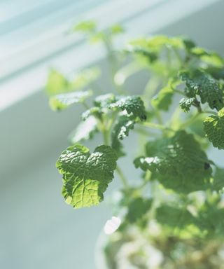 Lemon balm growing on a bright windowsill