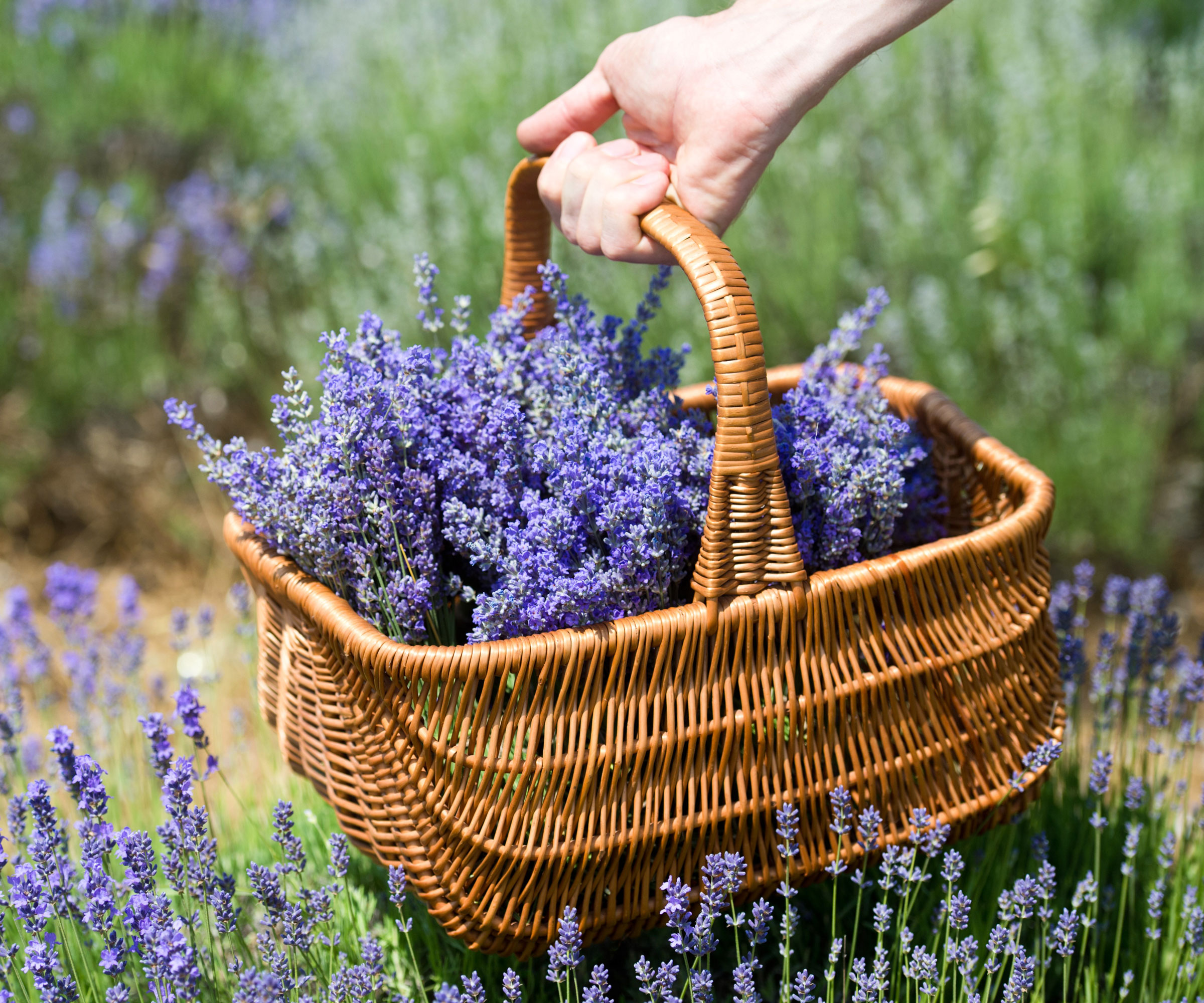 basket of lavender being harvested from garden