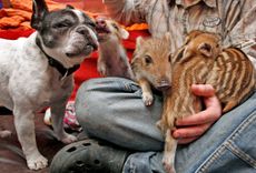 french-bulldog-piglets.jpg