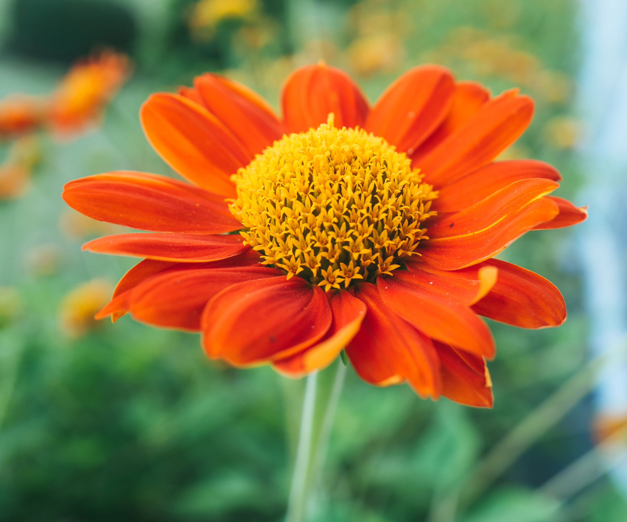 Mexican sunflower in full bloom