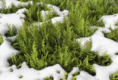 Arborvitae Covered in Snow