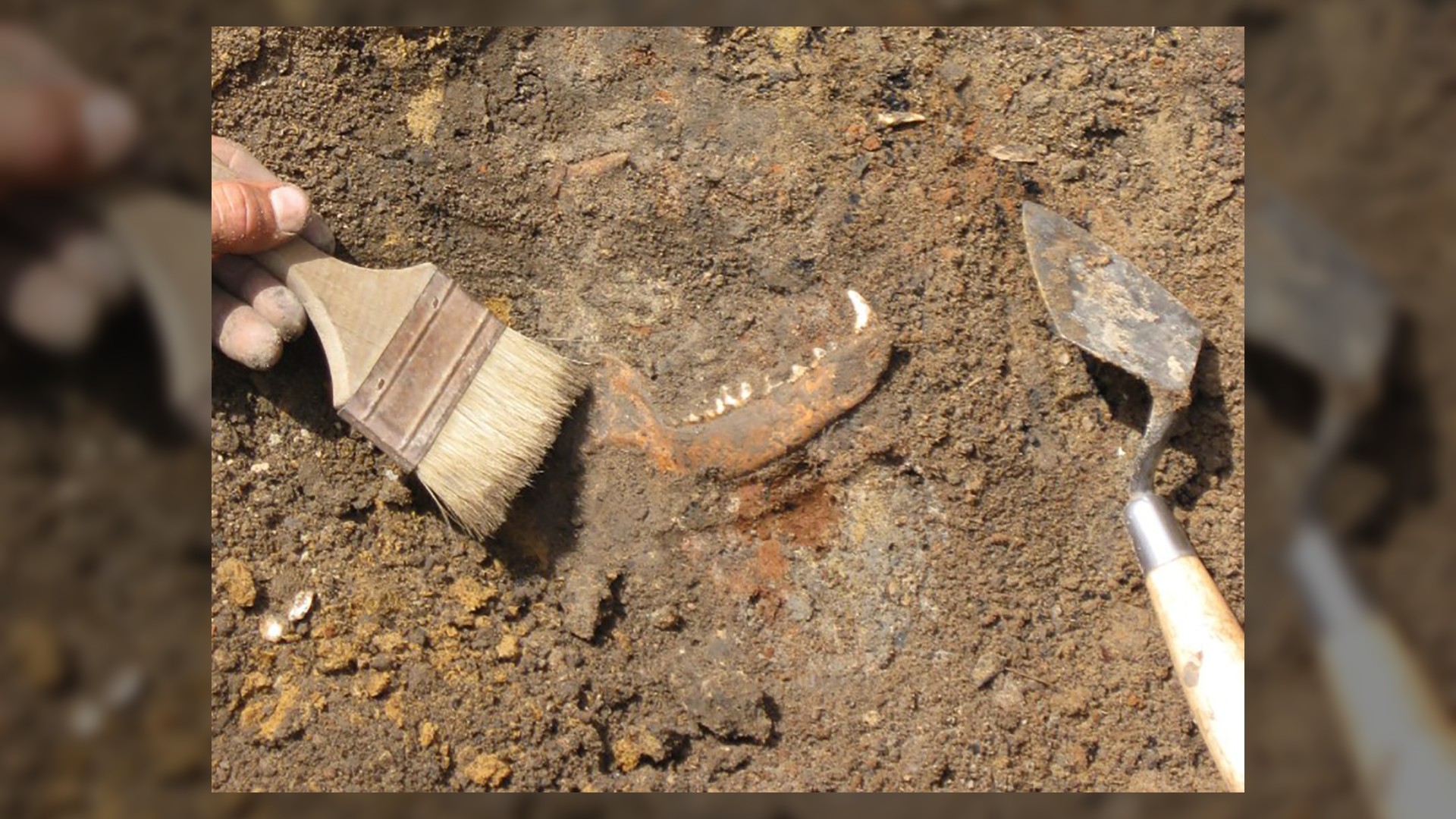 This photo shows the excavation of a dog mandible from a well of a fort at Jamestown. Photo courtesy Jamestown Rediscovery Foundation (Preservation Virginia)