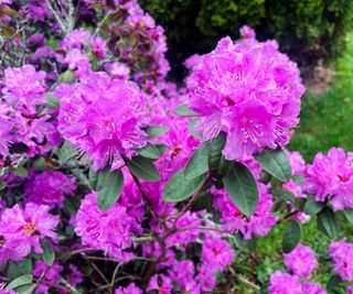 close up of pink spring azaleas in bloom