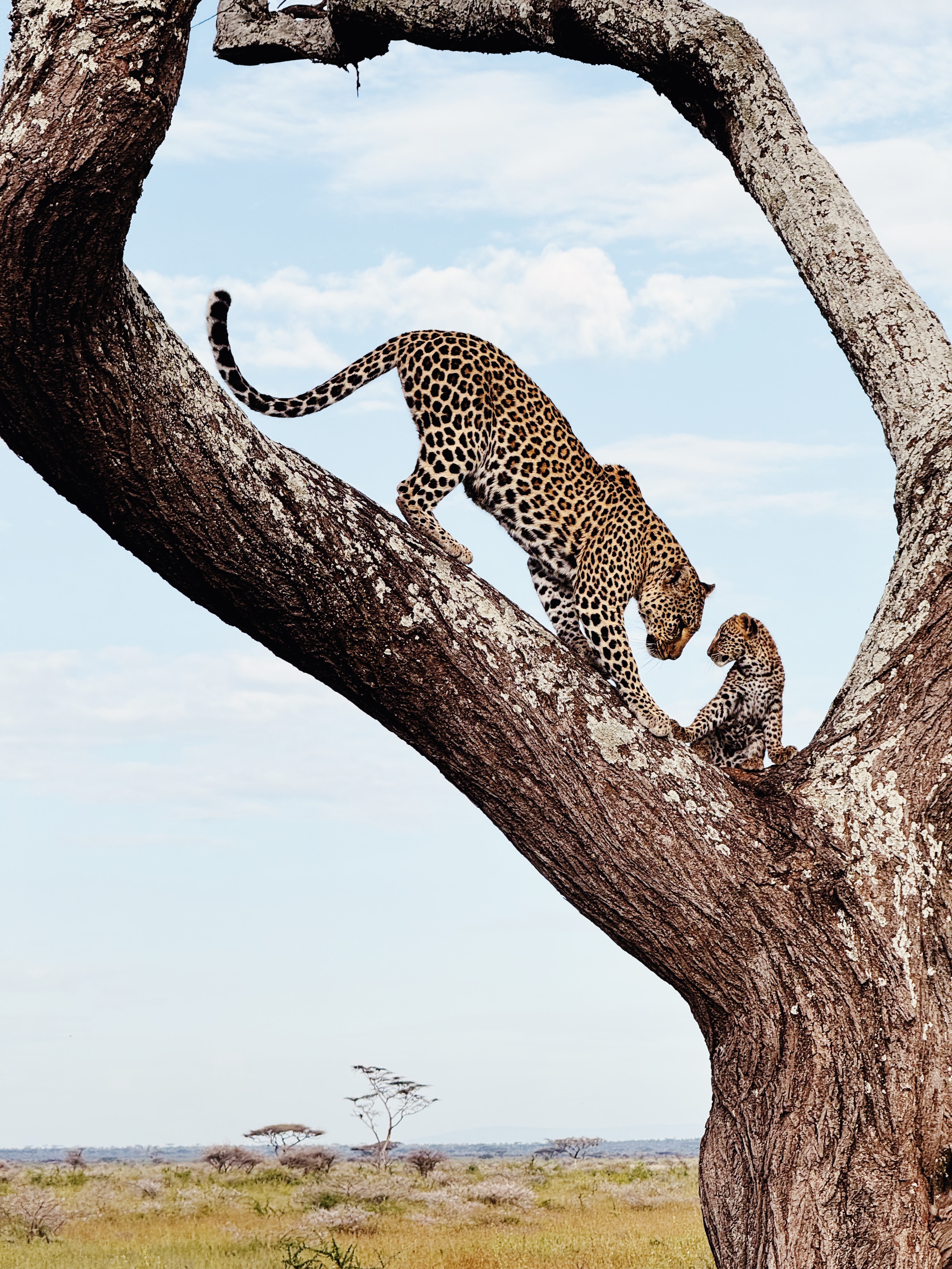 A cheetah in a tree with a cub