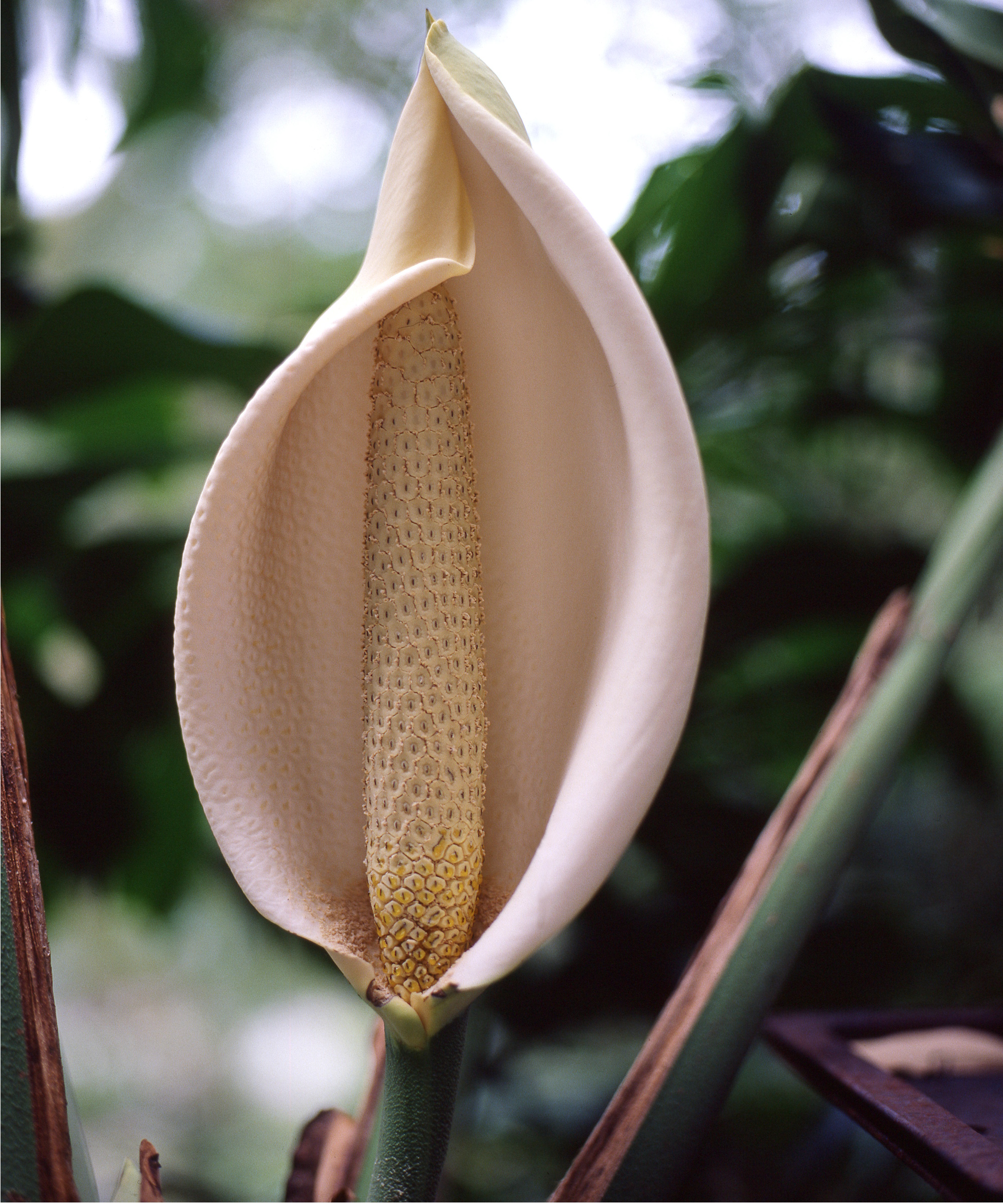 Monstera flower