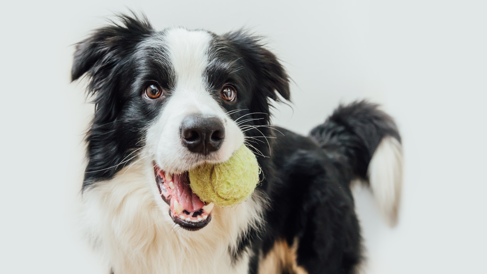 Border Collie with tennis ball in his mouth