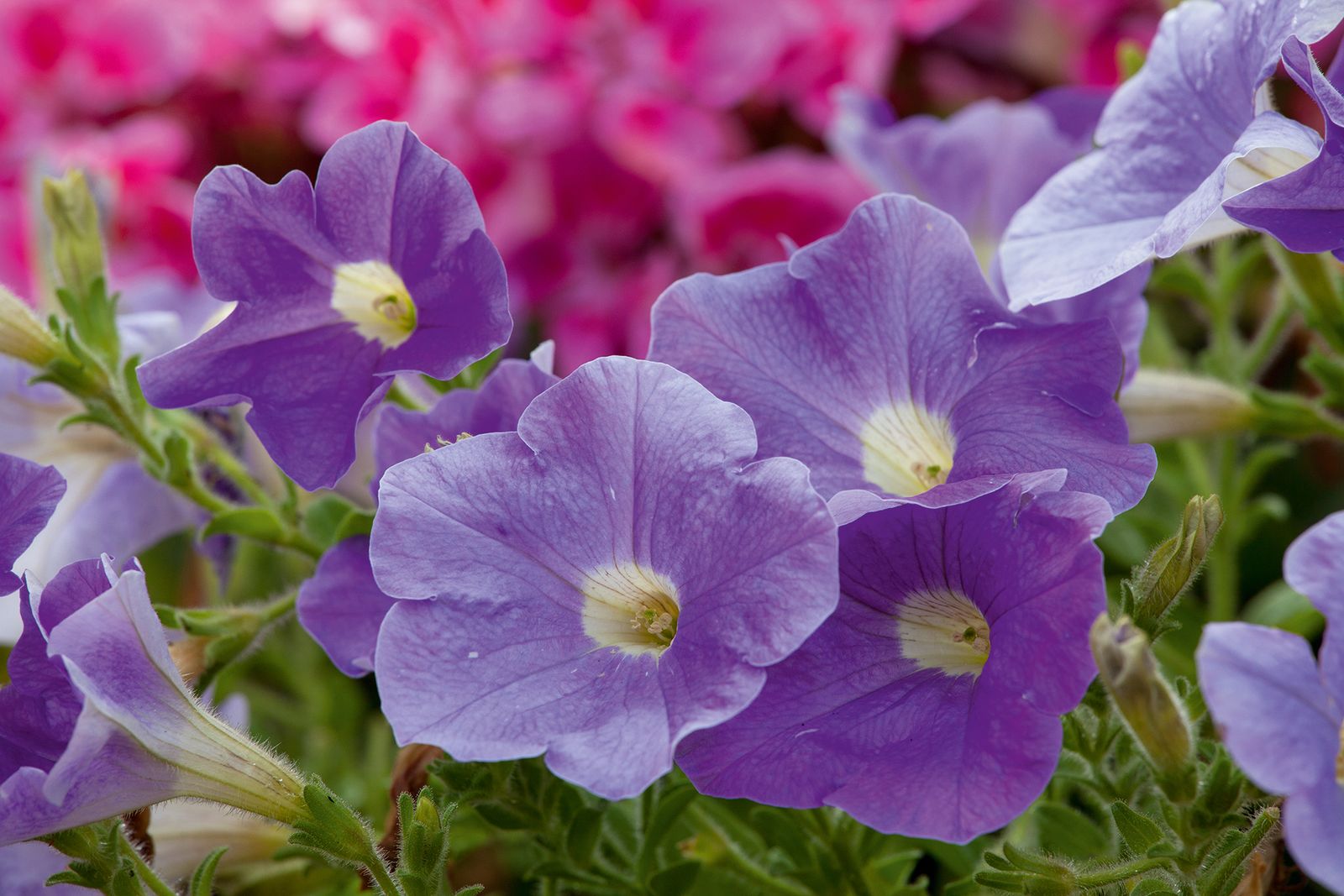 How to deadhead petunias and how often to increase blooms Homes