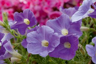 purple petunias