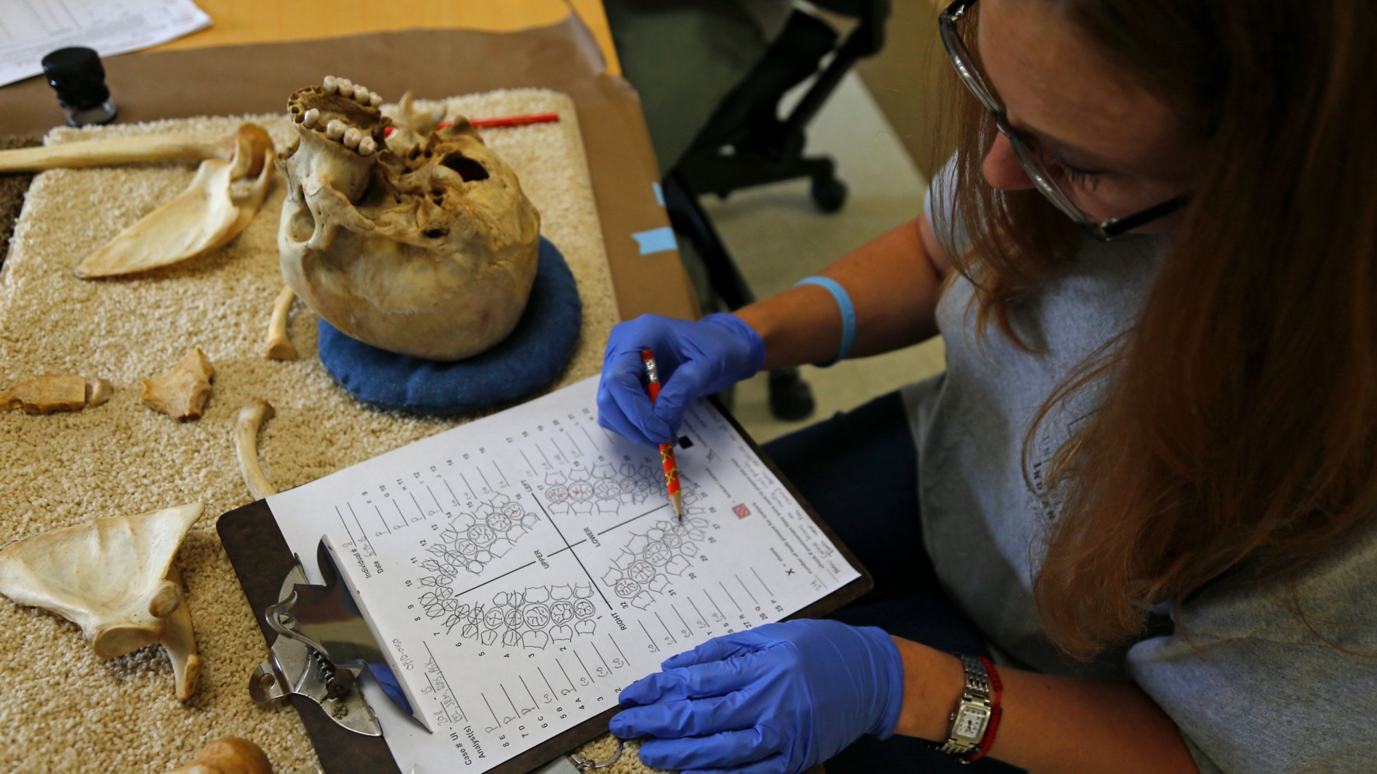 An anthropologist studies skeletal remains at Texas State University. 