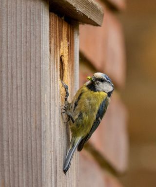 blue tit at wooden bird box