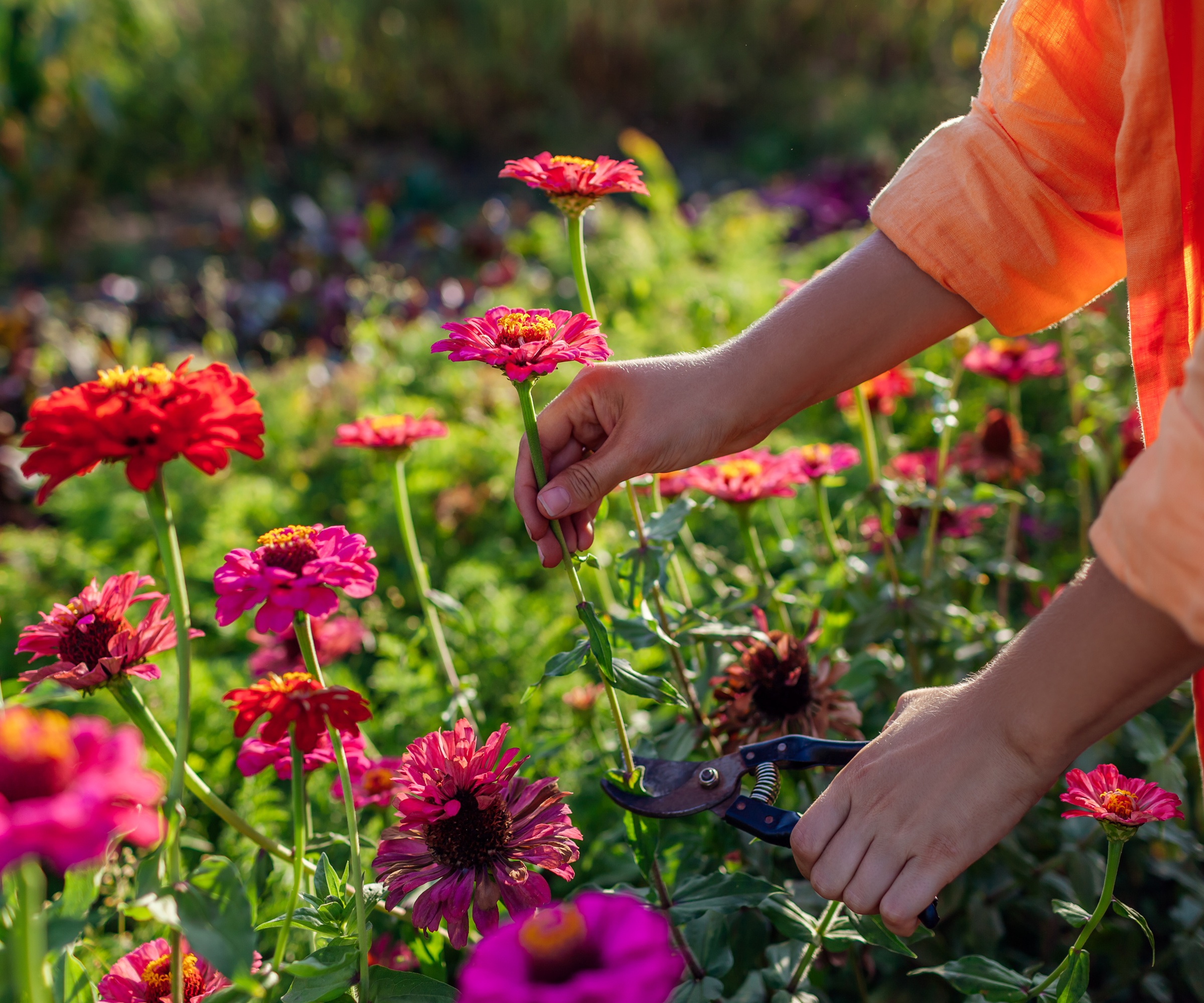 Cutting zinnias, cutting garden
