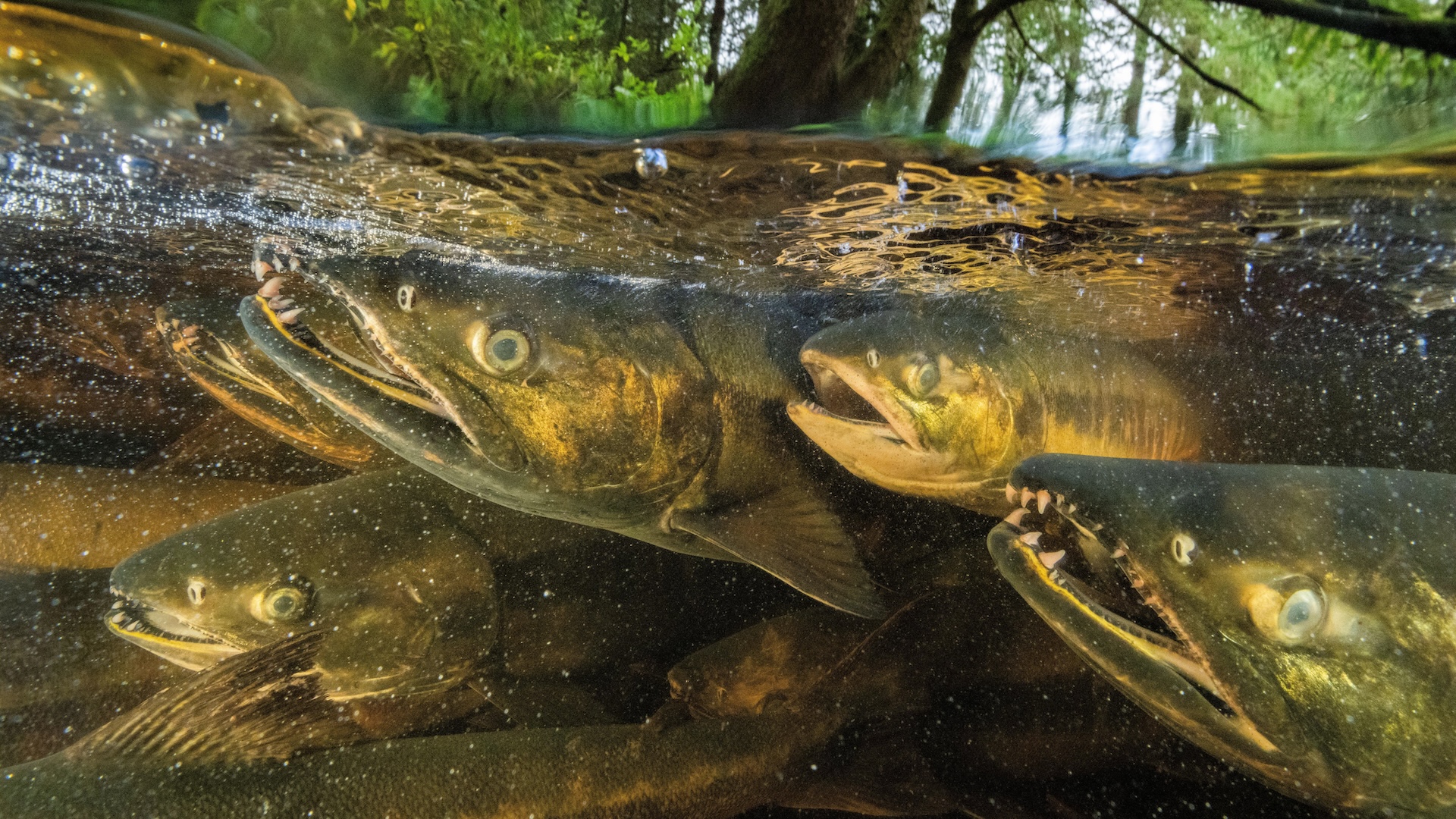 an underwater photo showing many salmon swimming upstream