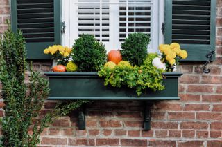 Mums in a window box with pumpkins and foliage