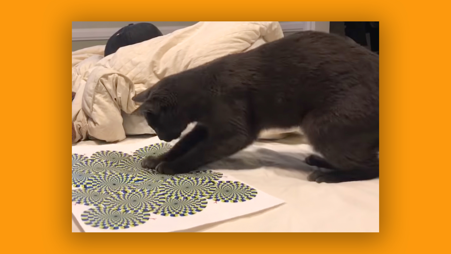 Cat's reaction when they see an optical illusion rug? 