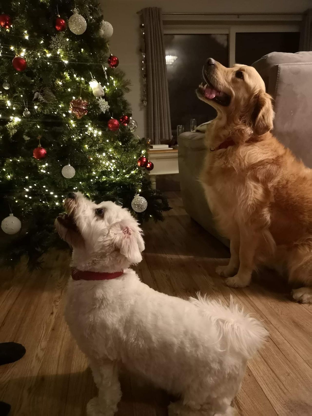 Christmas prompt images dogs by the tree