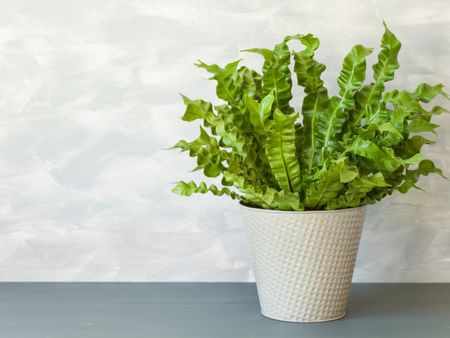 Potted Bird's Nest Fern