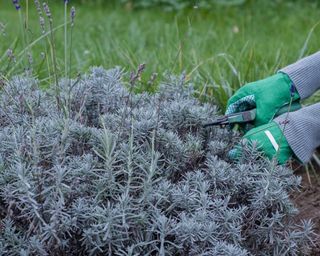 pruning lavender bushes with secateurs