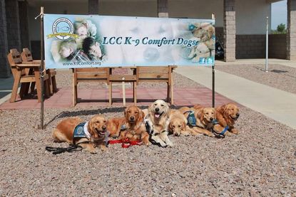 Cuddly comfort dogs are coming to the Boston Marathon this weekend