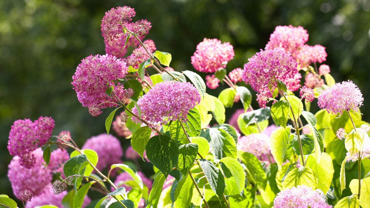 &#039;Invincibelle&#039; hydrangea shrub in bloom