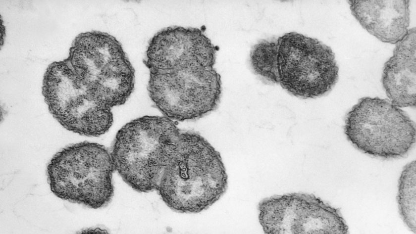 a microscopic image of n. gonorrhoeae bacterial cells