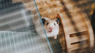 hamster in cage