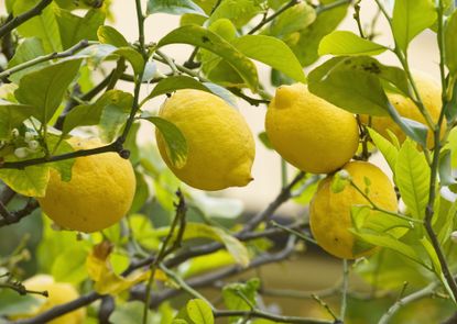 lemon fruit on tree