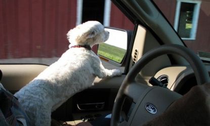 Five percent of U.S. drivers who travel with their dog admit that they actually play with their pet when their eyes are supposed to be on the road.