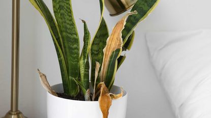 damaged snake plant