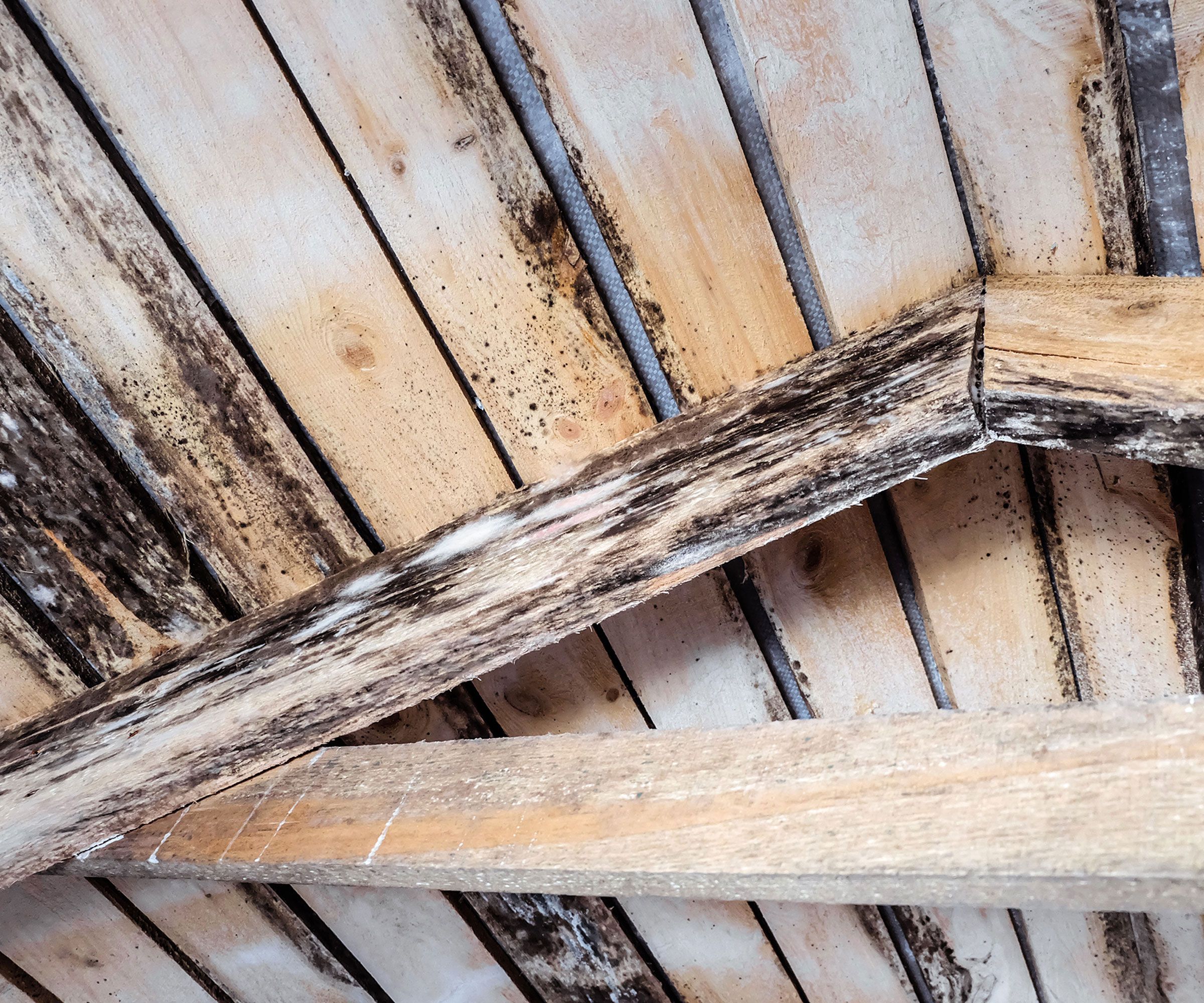 How to get rid of mould in your loft