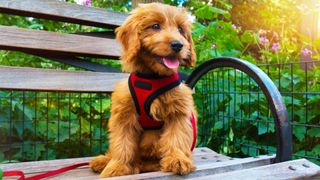 Puppy in harness sitting on park bench