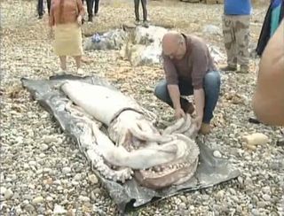 This giant squid called Architeuthis dux and measuring 30 feet long washed ashore in the Spanish community of Cantabria on Oct. 1, 2013.