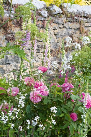 walled garden denbigh borders with roses