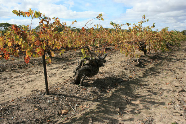 0000097b7-Barossa_vines.jpg