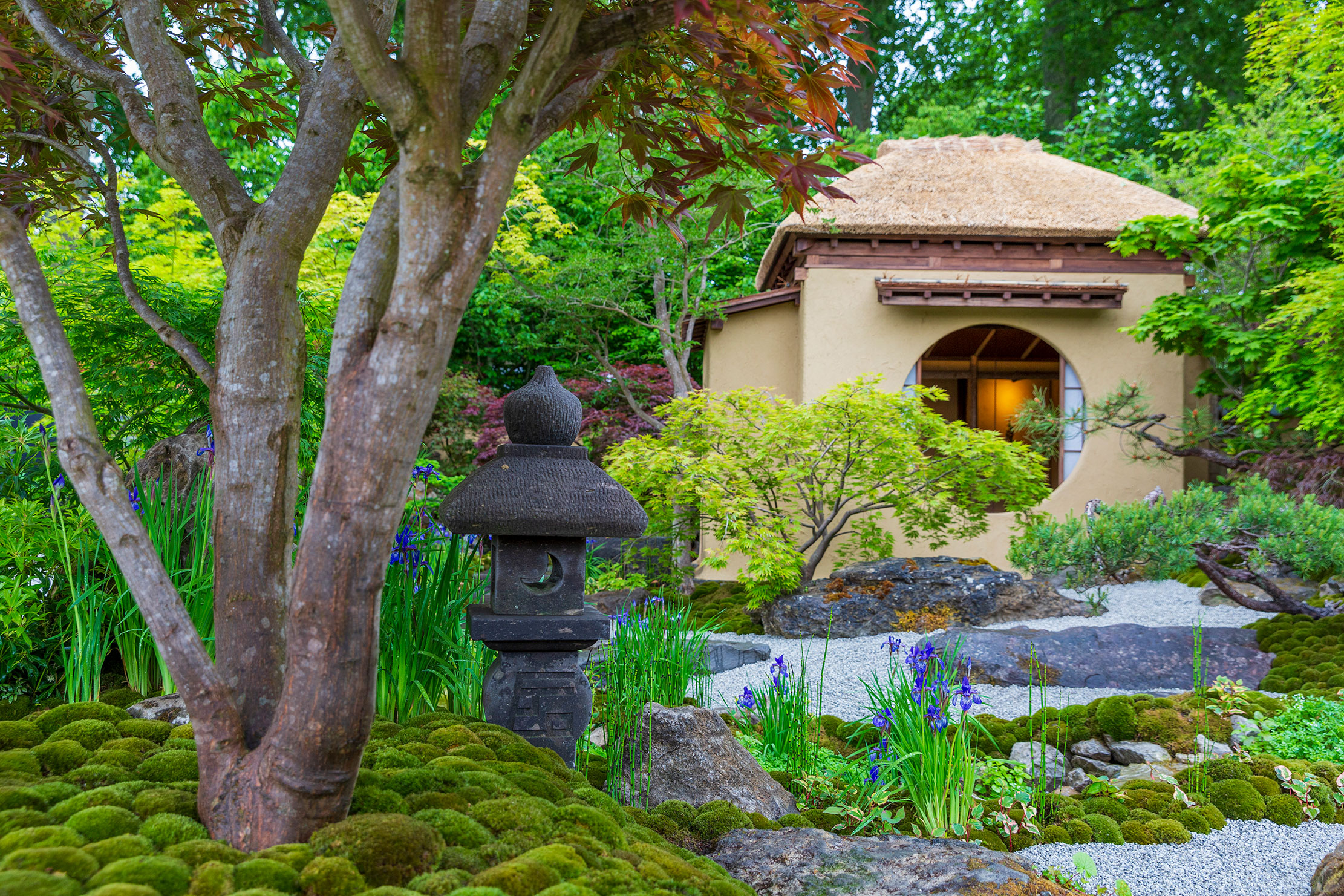 Cha no Niwa - the Japanese Tea Garden at the 2025 Chelsea Flower Show