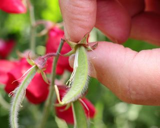 Close up of a finger and thumb pinching off a sweet pea pod