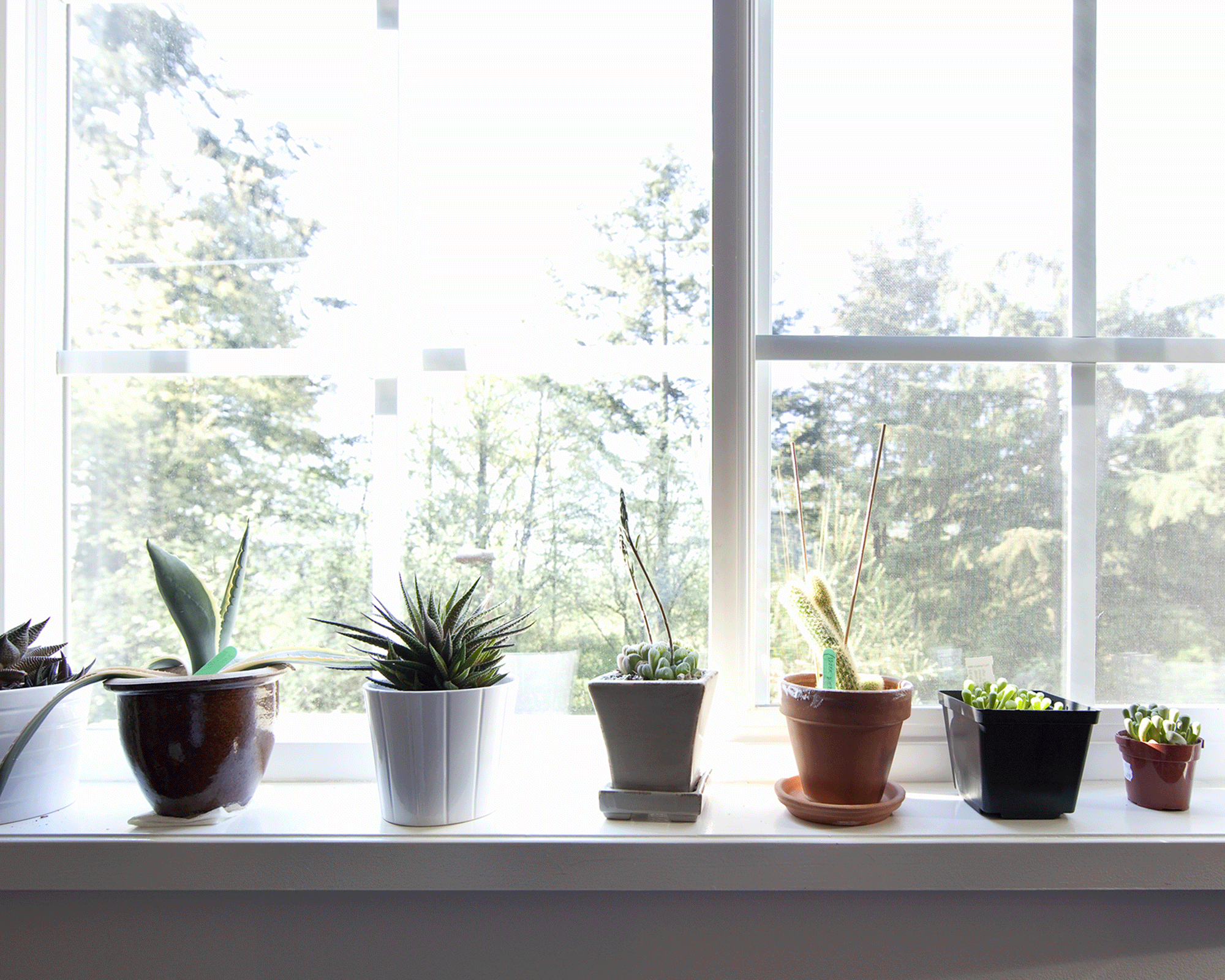 row of potted cacti on a windowsill