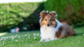 Shetland Sheepdog