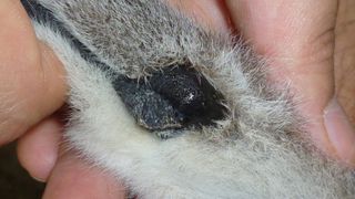 Glands on the wrists of male lemurs release a clear liquid containing odors that may attract females. Multiple odor molecules were identified and studied as potential sex pheromones.