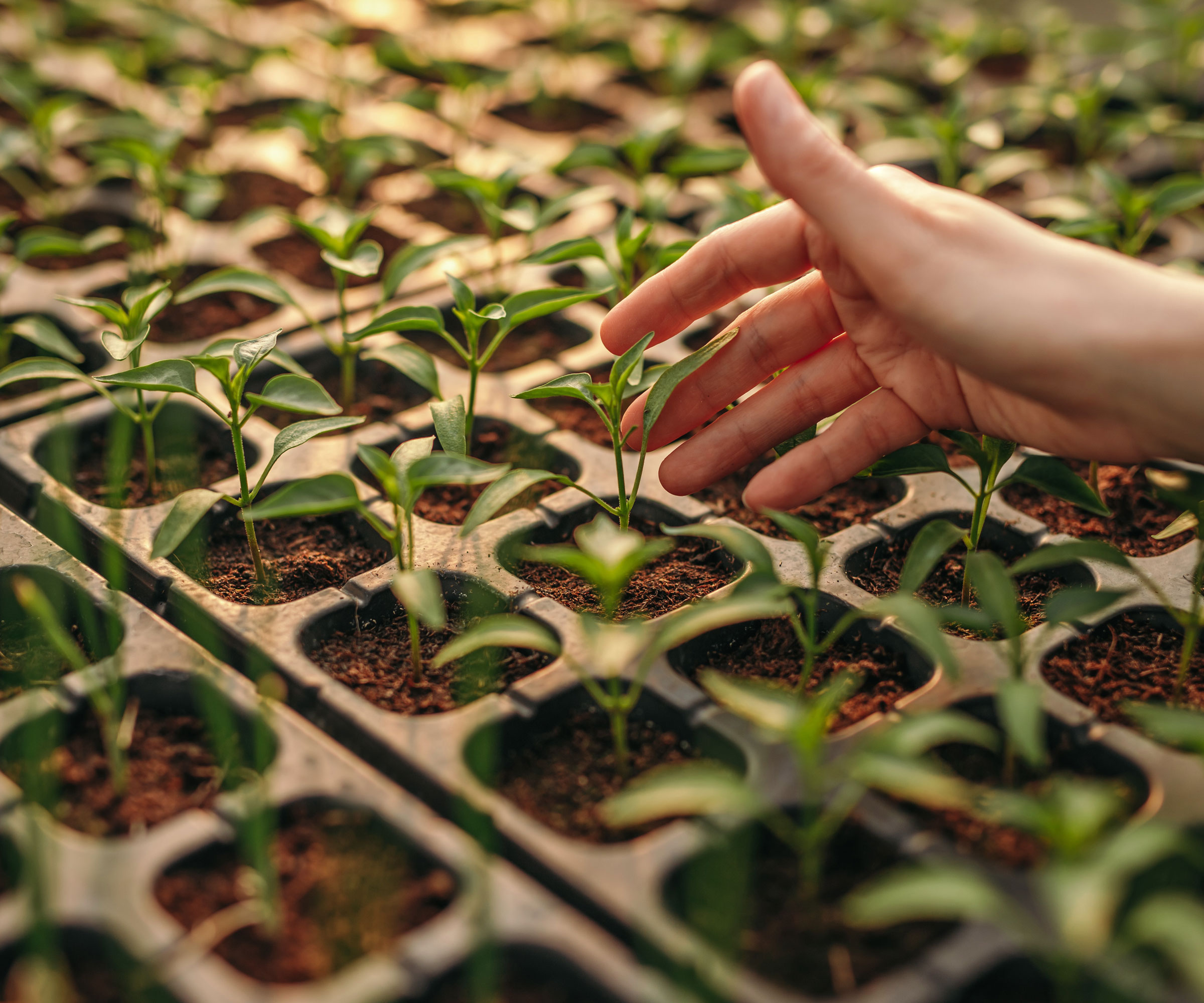 hand brushing tips of seedlings in black tray