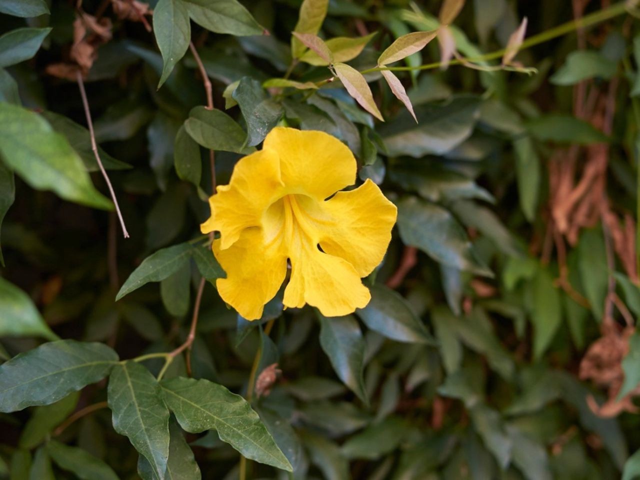 Cat&amp;#39;s Claw Vine Plant With A Yellow Flower